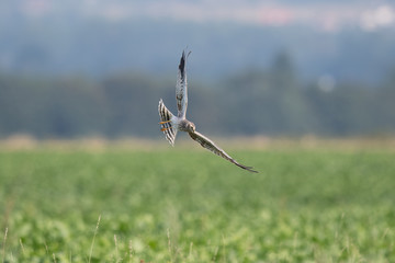 Wiesenweihe (Circus Pygargus)
