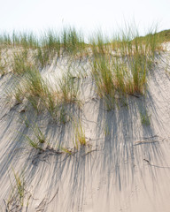 marram grass or sand reed on sand of dune with shadows from summer sun