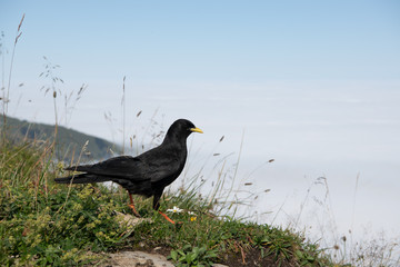 Alpendohle (Pyrrhocorax graculus)