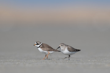 Alpenstrandläufer (Calidris alpina) 