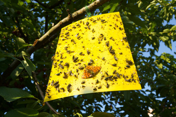 .Yellow sticky fly paper with flies and a butterfly trapped on it hanging on a cherry tree