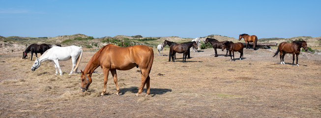 horses in several colors on german island of norderney near dune landscape under blue sky