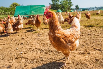 Free range chicken on a traditional poultry farm