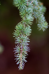 Hojas aciculares de cedro (Cedros libani)