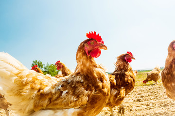 Freilandhuhn auf einer traditionellen Geflügelfarm