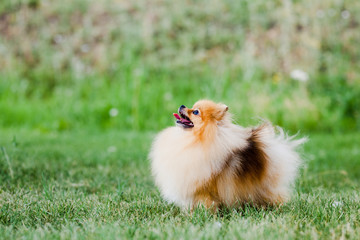 Zverg Spitz, Pomeranian puppy