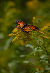 Monarch on golden rod