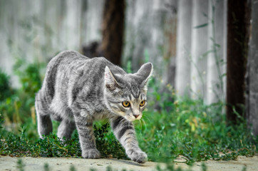 Crouching gray tabby kitten in the yard in the grass