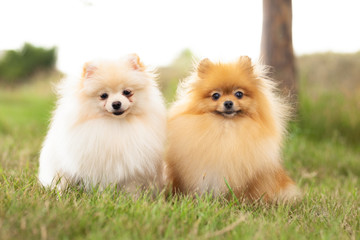 two Zverg Spitz, Pomeranian puppies