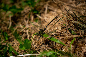 Yellow dragonfly on brown straw