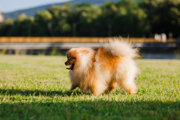 Zverg Spitz, Pomeranian puppy walking on grass