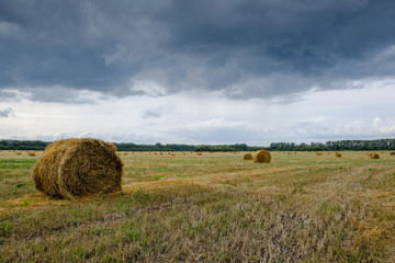Field with rolls of straw in cloudy weather with gray clouds.