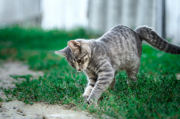 Funny playing tabby gray kitten near the yard, kitten in motion