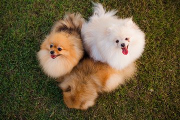three Zverg Spitz Pomeranian puppies sitting on grass