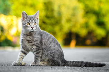 Naklejka na ściany i meble Summer portrait of a gray tabby kitten with beautiful bokeh