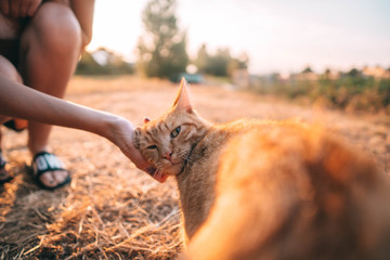 Katze