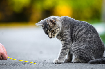 Funny gray tabby cat is played on the road