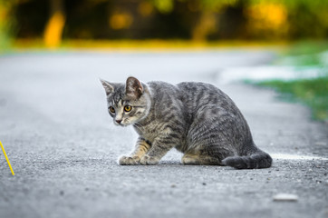 Fototapeta premium Funny gray tabby cat is played on the road