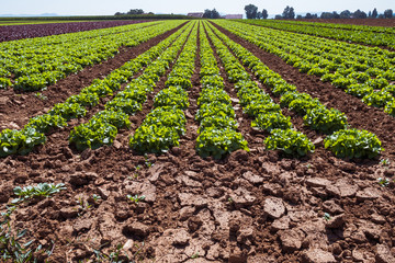 cultivated field of green lettuce on the sandy soil in summer 
