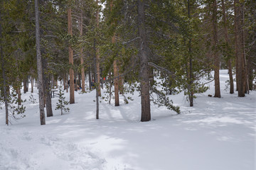Winter Forest