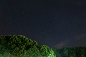 Fototapeta premium Starry night in the forest