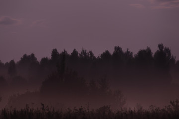 Night fog in the field near the forest illuminated by moonlight