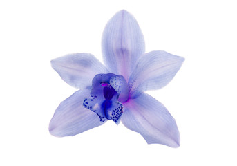 Fototapeta na wymiar Violet orchid isolated on white background