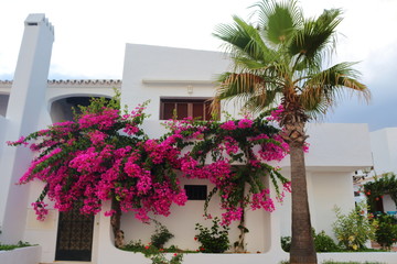 Casa típica de Andalucía, con palmeras y flores en la fachada.