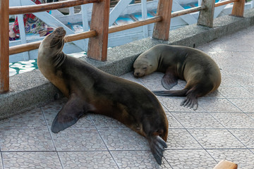 Galapagos Seals
