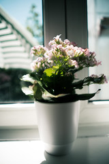 Blume vor sonnigem Fenster