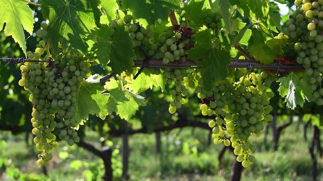 Beautiful bunch of young white grapes in a green vineyard in the Chianti region of Tuscany in the countryside near Florence. Summer season. Italy.