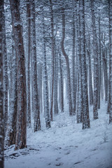 snow covered forest  trees 