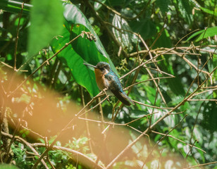 Un colibri descansando despues de una pelea © chilo segura