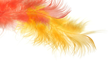 Close-up decorative bird feather on white background. Soft focus.