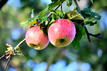 Ripe apples on a branch in the garden, sunny autumn day. Harvesting, farming.