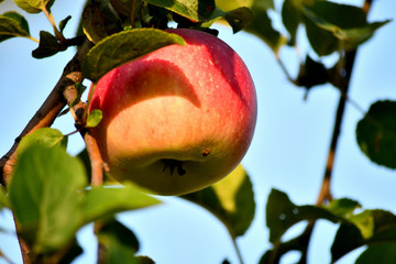 Ripe apples on a branch in the garden, sunny autumn day. Harvesting, farming.