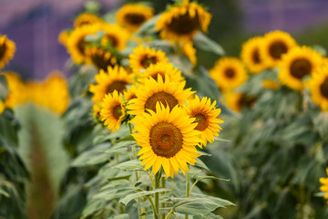 Sunflowers field in Tuscany