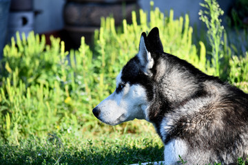 Husky portrait in the garden, morning of a summer day.