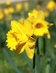 Obraz premium Narcisse 