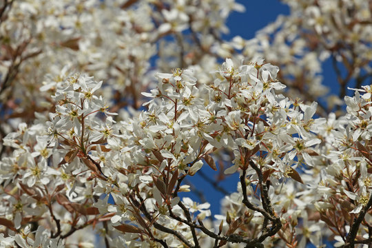 Amelanchier canadensis en fleurs