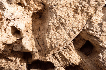 Old wood texture of tree trunk