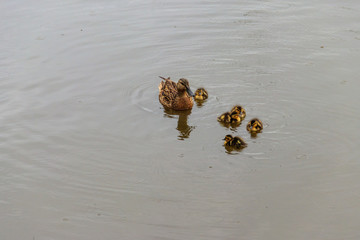 Wild duck with small ducklings swimming in a lake