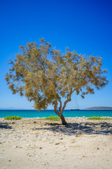 Fototapeta na wymiar Paros - ein Baum am Strand 