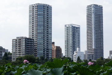 Fototapeta premium 東京上野の不忍池