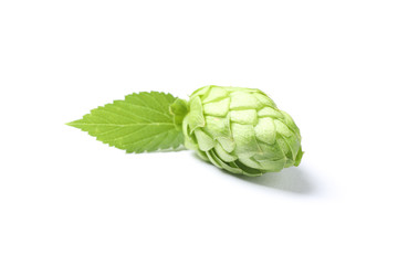 Green fresh hop cone isolated on white background, close up