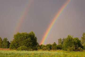 Rainbow rises over the forest