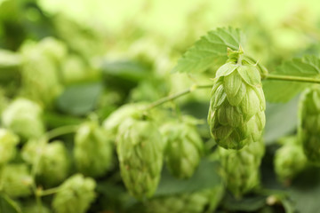 Branch of hop against blurred greenery background