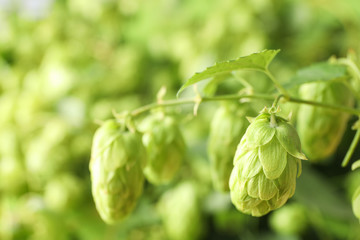 Branch of hop against blurred greenery background