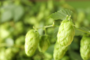 Branch of hop against blurred greenery background