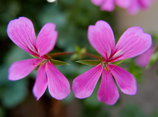 macro di assolati fiori di campagna